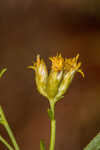 Flat-top goldentop